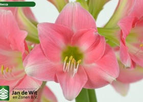 hippeastrum Rebecca (2)